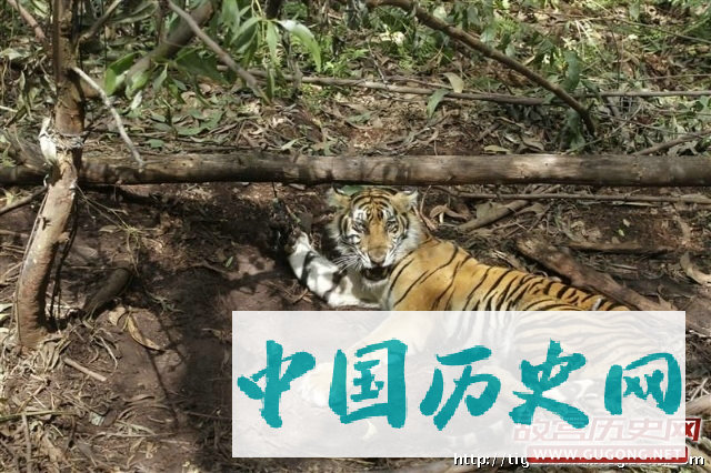 人虎同落陷阱之后